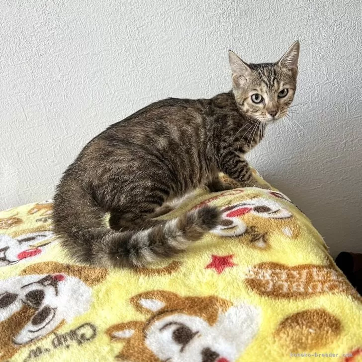 ID:2408-00936の子猫
