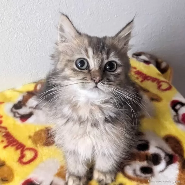 ID:2402-01351の子猫