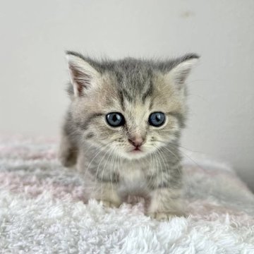 マンチカン(短足)【静岡県・女の子・2024年5月25日・ブルーパッチドタビー】の写真「ふわふわ可愛い短足お姫様」