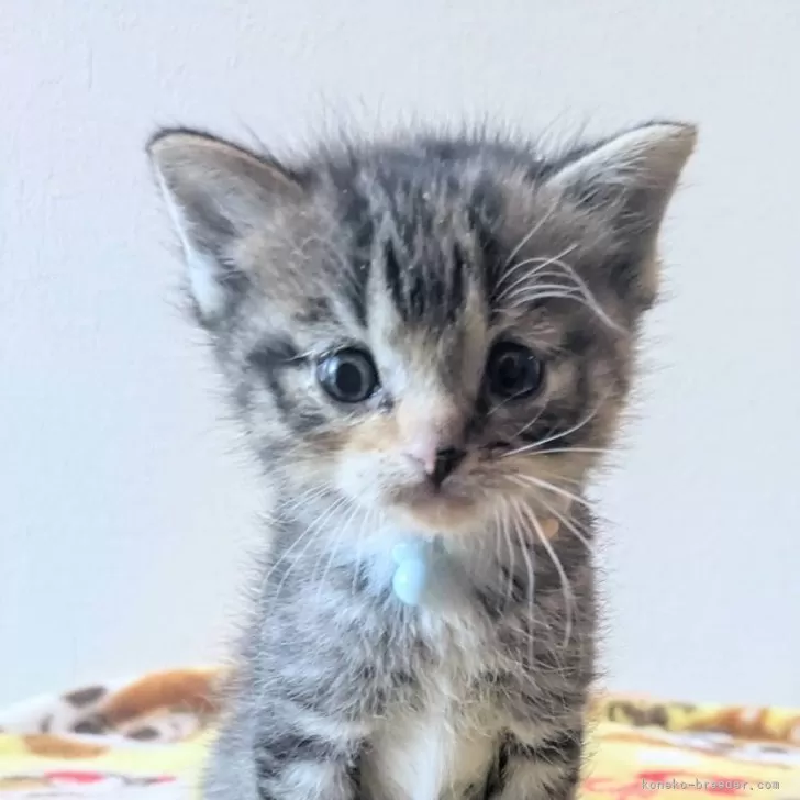 ID:2502-00042の子猫