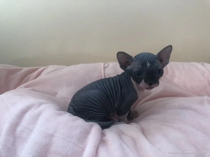 ID:2211-01812の子猫