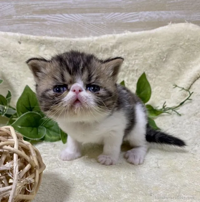 ID:2202-01134の子猫