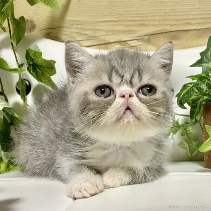 むむむ 様のお迎えした子猫