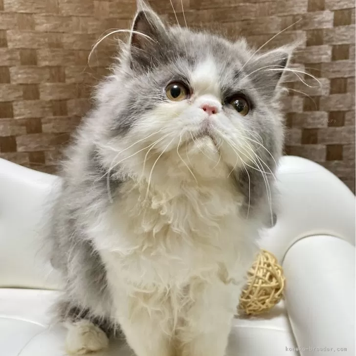 ID:2407-01544の子猫