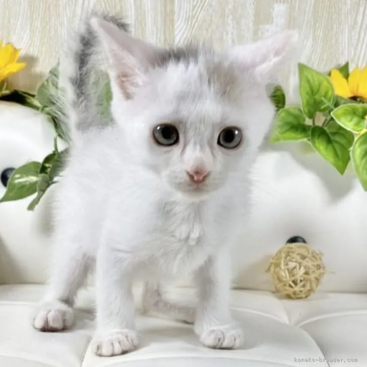 ID:2207-02844の子猫