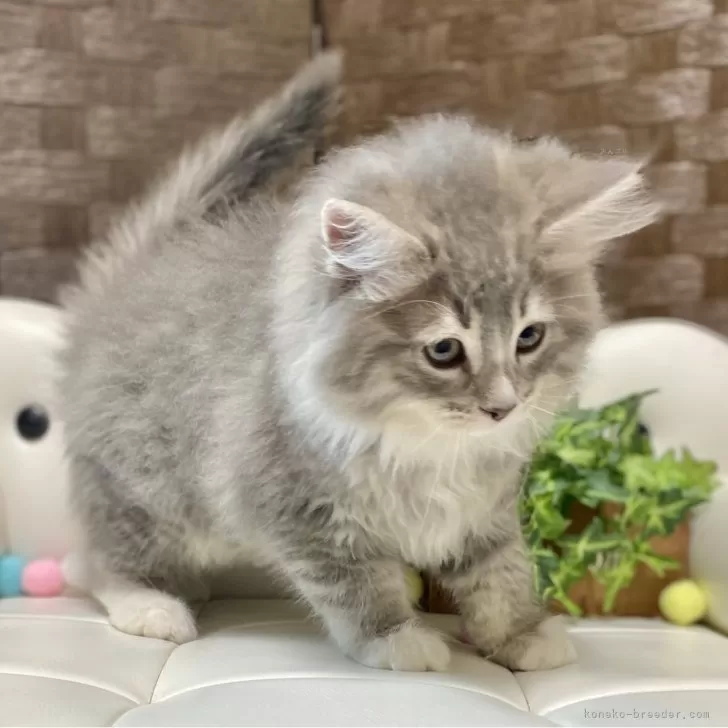 ID:2502-00243の子猫