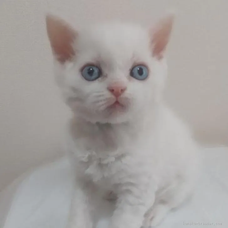 ID:2303-00191の子猫