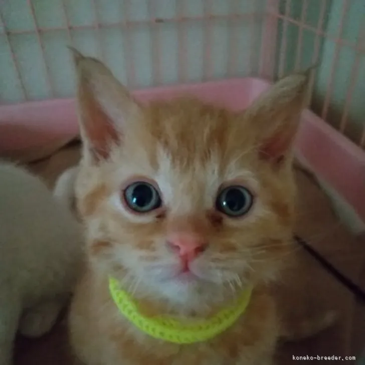 ID:2303-00208の子猫