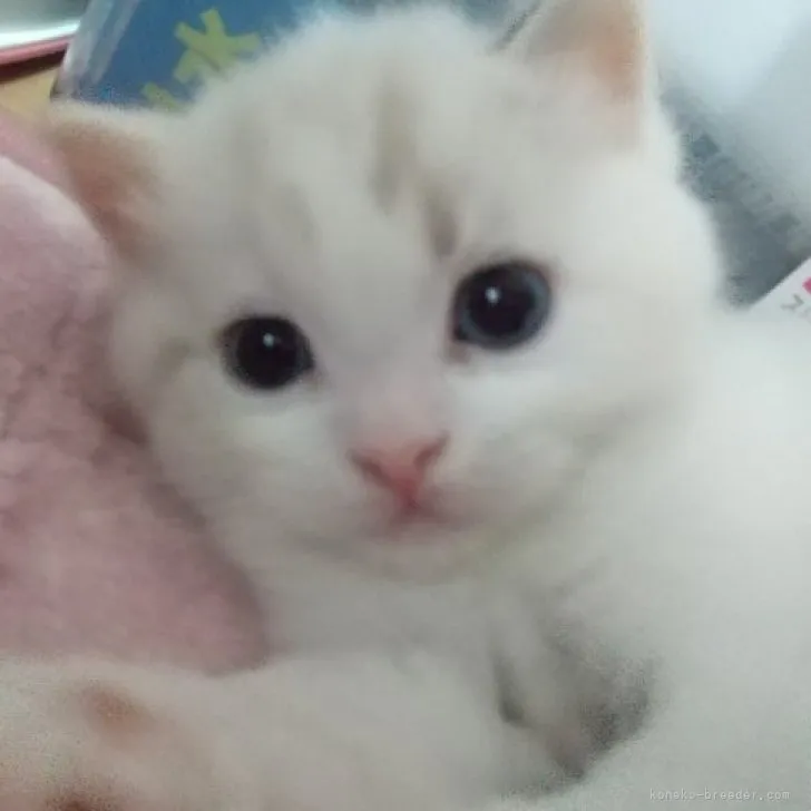 ID:2305-03006の子猫