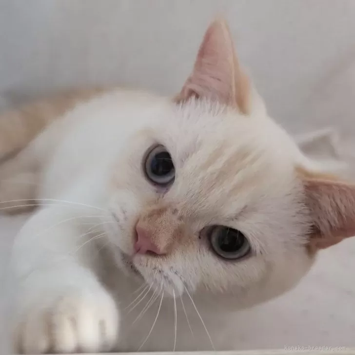 ID:2403-02938の子猫