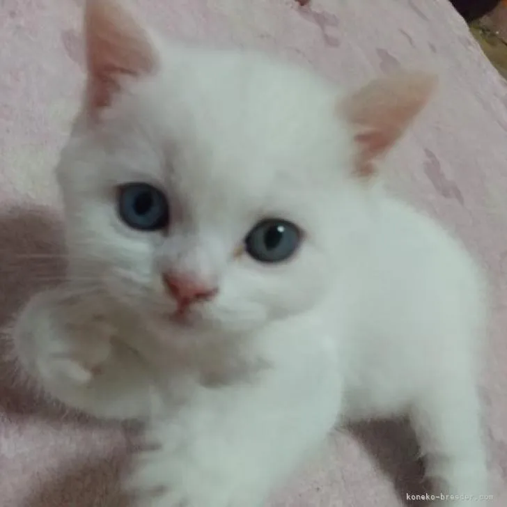 ID:2303-00182の子猫