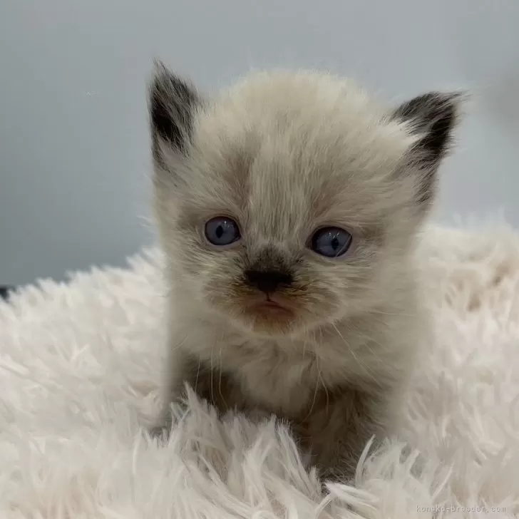 ID:2405-00458の子猫