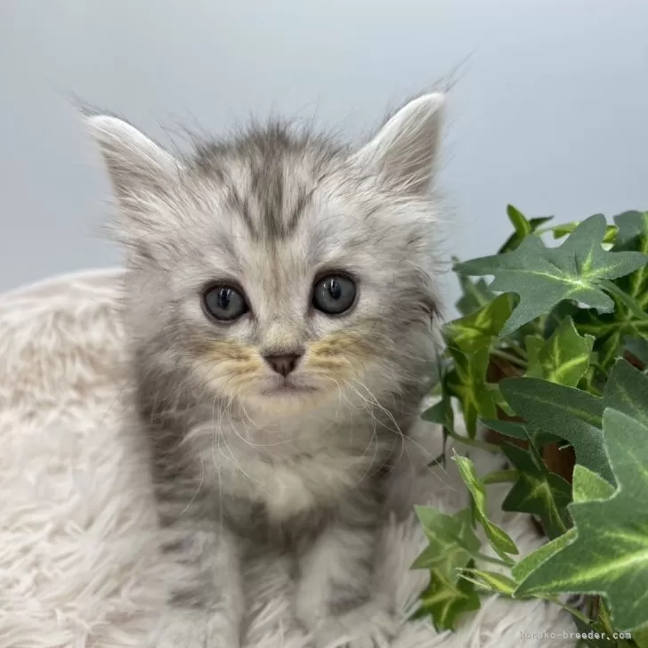 ID:2502-00289の子猫