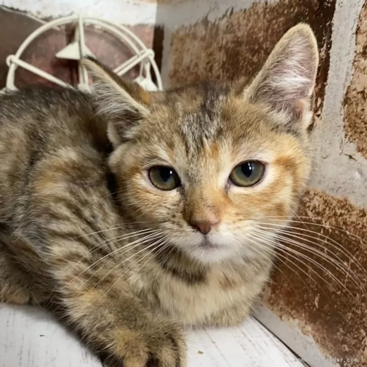 ID:2409-00172の子猫