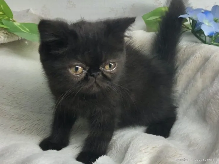 ID:2108-01123の子猫