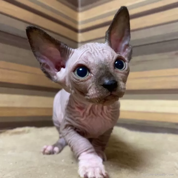 ID:2407-03280の子猫