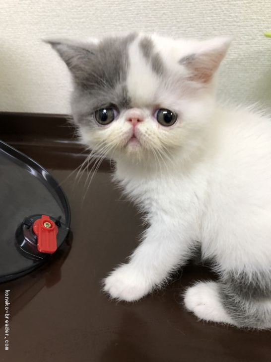 エキゾチック ショートヘア 岐阜県 女の子 年7月4日 ブルータビー ホワイト ブルーのブチちゃん みんなの子猫ブリーダー 子猫id 07