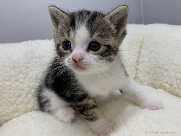 マンチカン 長足 岐阜県 男の子 年12月25日 ブラウンタビー ホワイト カワイイ みんなの子猫ブリーダー 子猫 Id 2101