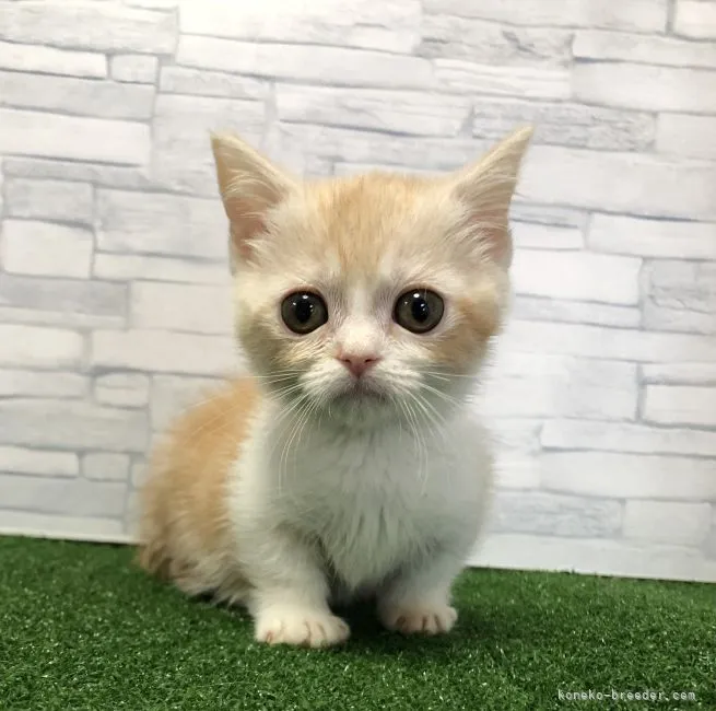 ID:2203-00218の子猫