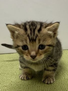 マンチカン(短足)【岐阜県・女の子・2020年7月31日・ブラウンタビー】の写真「短足ちゃん♪」