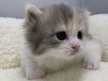 マンチカン(短足)【岐阜県・女の子・2021年1月22日・ダイリュートキャリコ】の写真「美人さんになりそうです♪」