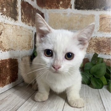 岐阜県の子猫を探す｜ブリーダー直販の子猫販売【みんなの子猫ブリーダー】