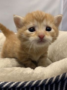 マンチカン(短足)【岐阜県・男の子・2021年1月8日・レッドタビー】の写真「かわいい❤️短足ちゃん」