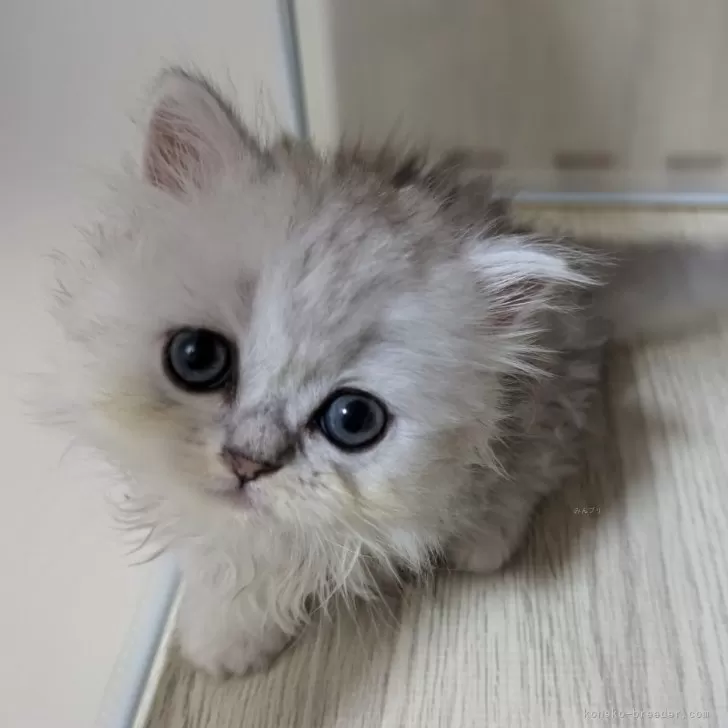 ID:2409-03260の子猫