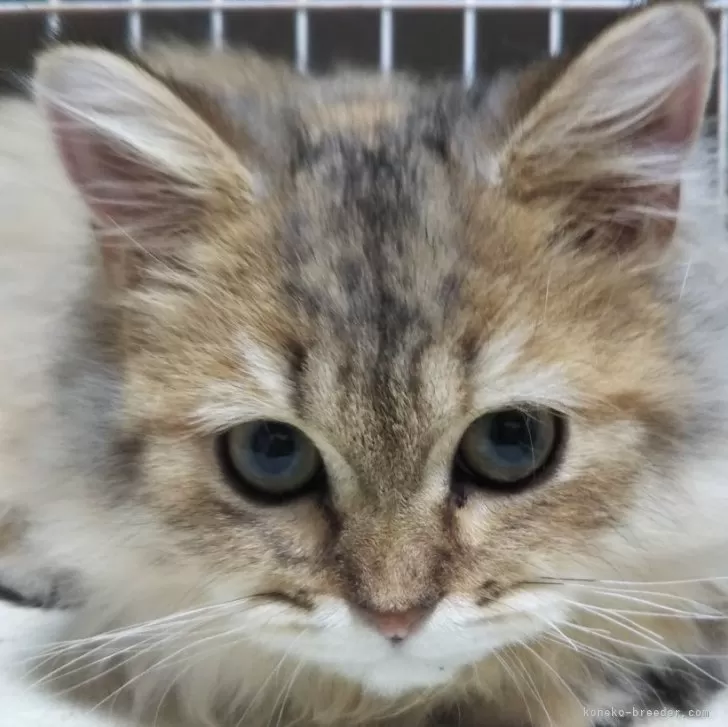 ID:2406-01933の子猫