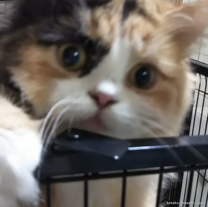 ちか 様のお迎えした子猫