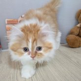 ミヌエット(長足)