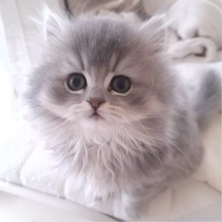 ID:2502-00672の子猫