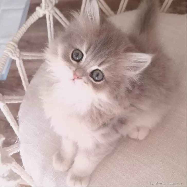 ID:2501-00826の子猫