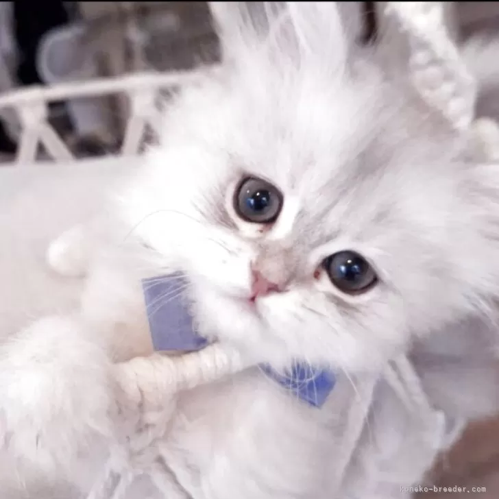 ID:2504-03210の子猫