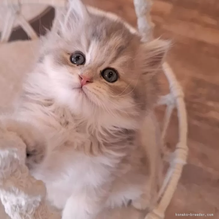 ID:2503-01618の子猫