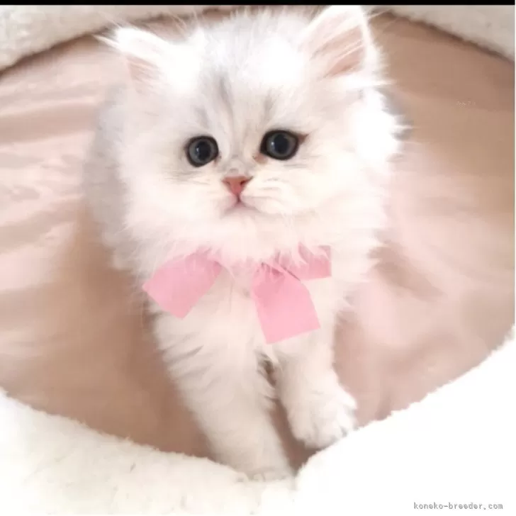 ID:2504-03093の子猫
