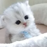 ペルシャ(チンチラ)