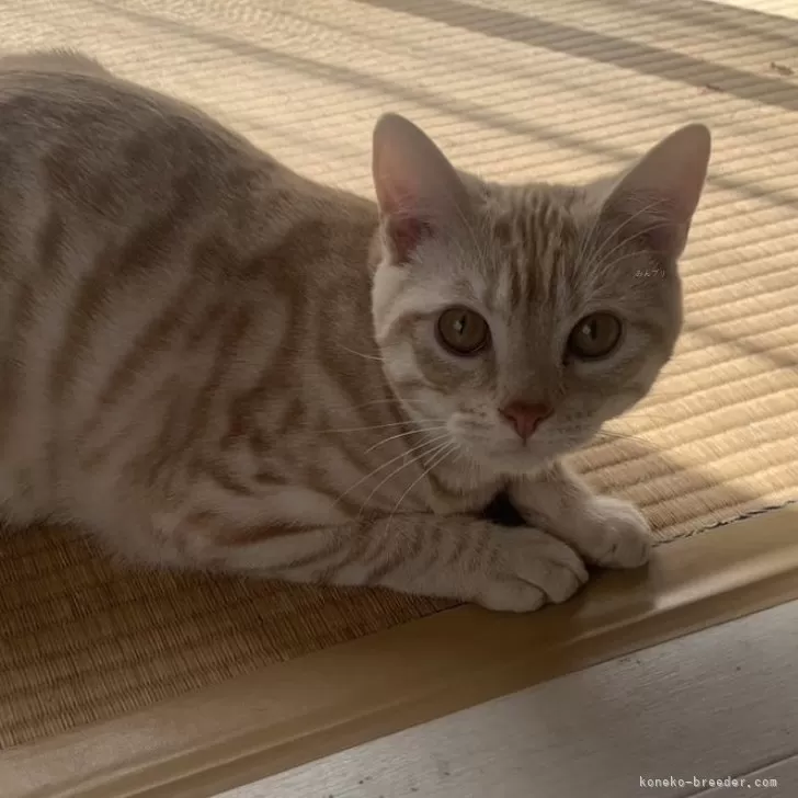 ID:2406-00091の子猫