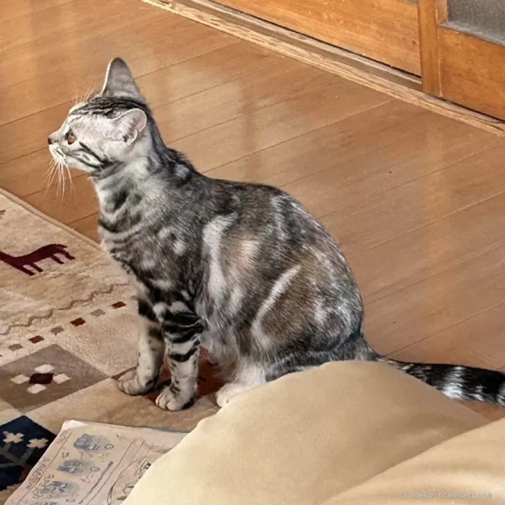 ID:2406-00247の子猫