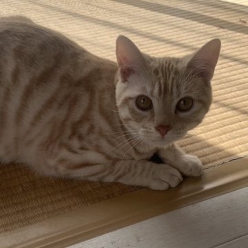 アメリカンショートヘア【栃木県・男の子・2024年5月1日・クリームタビー（短毛）】の写真「唯一の男の子です人懐っこいです」