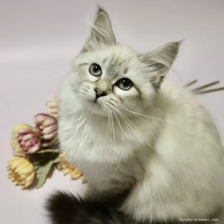 ID：2404-03609の子猫