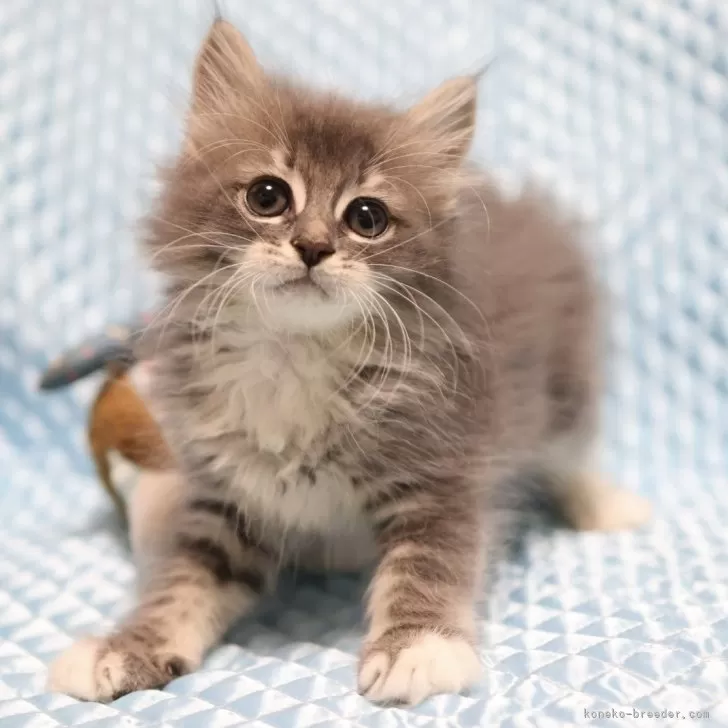ID:2408-02845の子猫