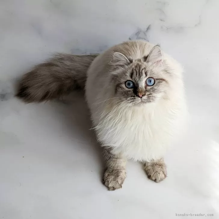 ID:2404-00135の子猫