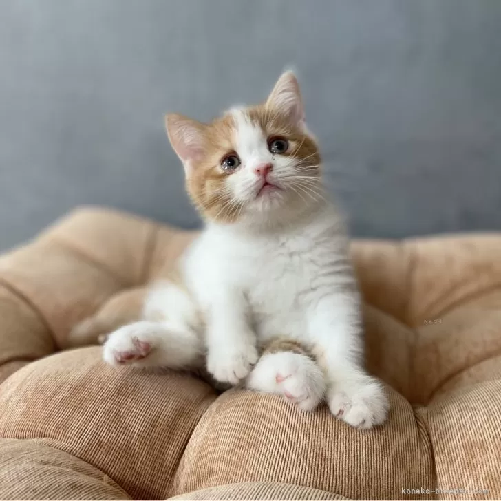 ID:2408-01179の子猫