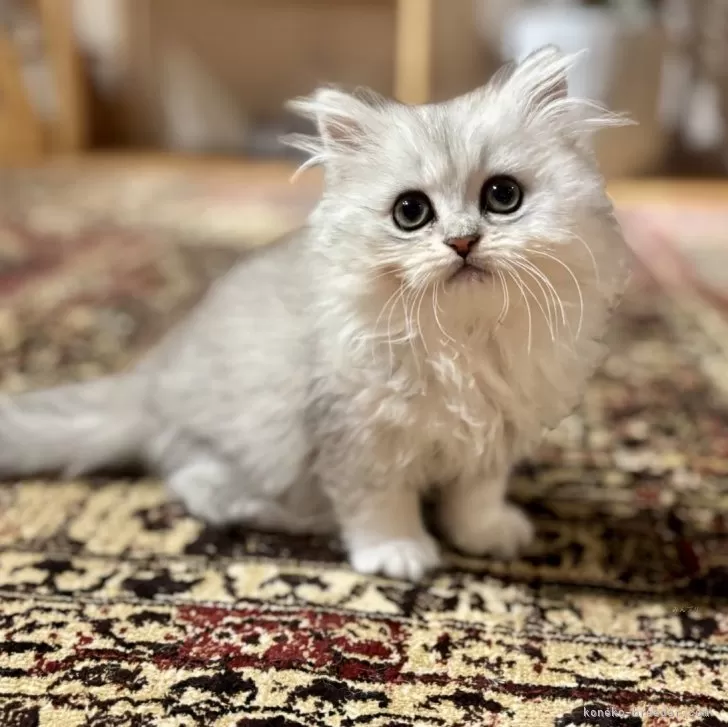 ID:2504-02192の子猫
