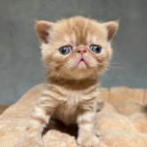 エキゾチックショートヘア
