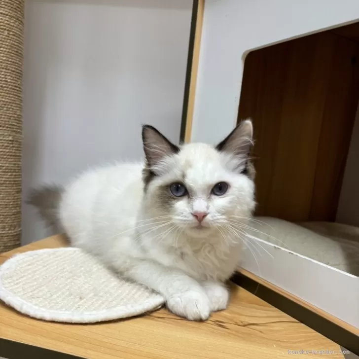 ID:2405-01151の子猫