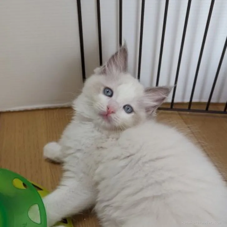 ID:2307-02290の子猫