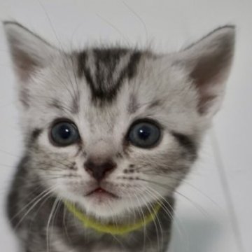 アメリカンショートヘア【兵庫県・女の子・2023年7月24日・シルバータビー】の写真「他の子猫と同時に見学OK
まんまるなおめめです」