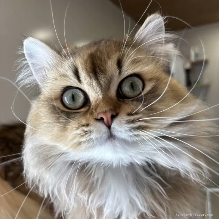 ID:2408-01182の子猫